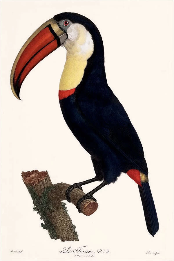 Il Tucano